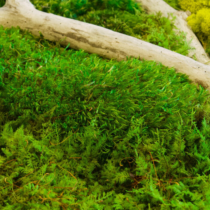Moss Wall Art 18x36