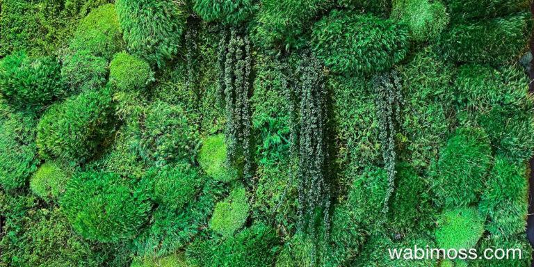 How our ancestors used moss