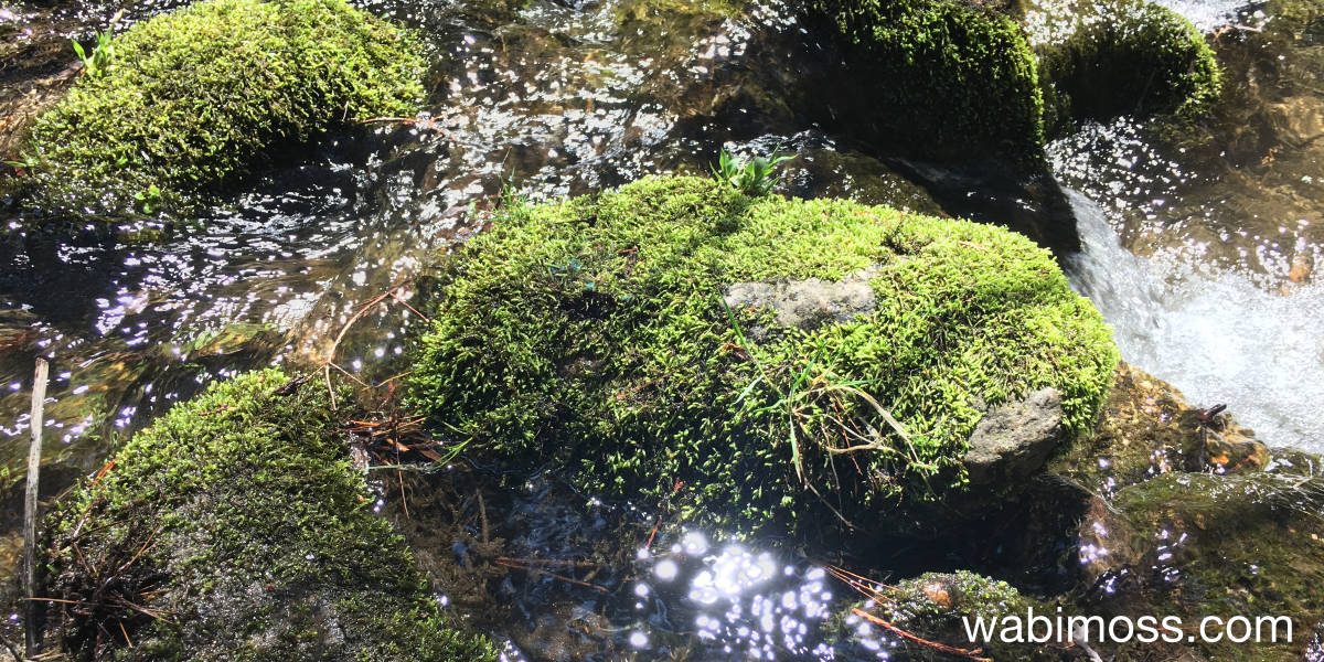 Moss in a river