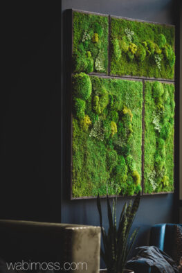 58x58" Real Preserved Moss Wall Art Green Wall Collage No Sticks. No care green wall art. Real preserved moss and ferns