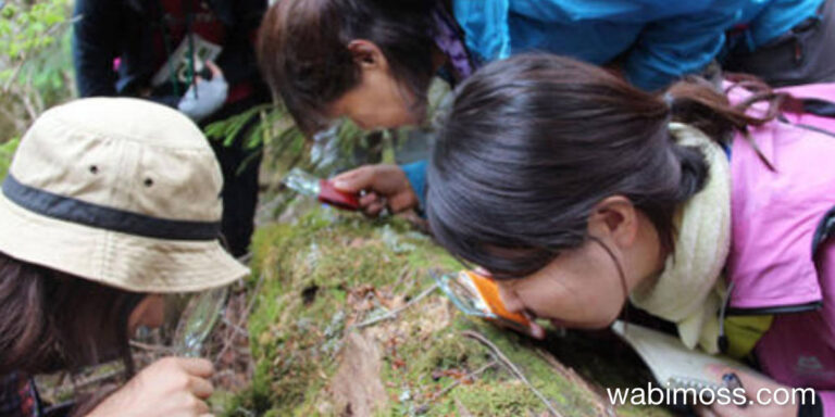 Moss Girls: The Japanese Phenomenon of Moss Viewing