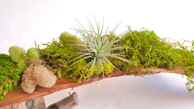 Air Plant Care for your WabiMoss Piece