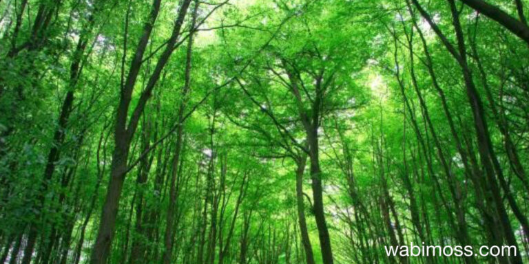 Forest Healing, the Japanese Art of Shinrin Yoku