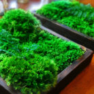 moss wall art 14x12