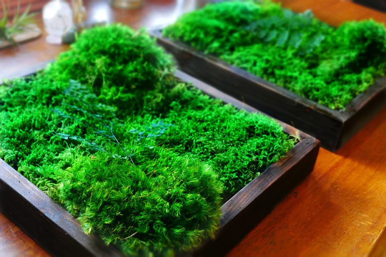 Moss Wall Art 14×12