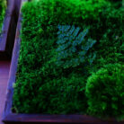 moss wall art 14x12