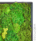 18x18-moss-art-3