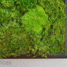 18x18-moss-art-B