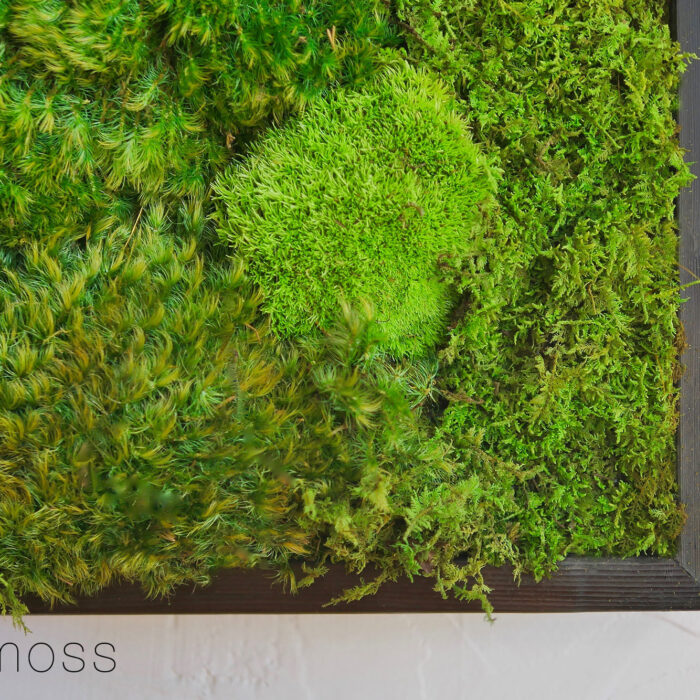 18x18-moss-art-B