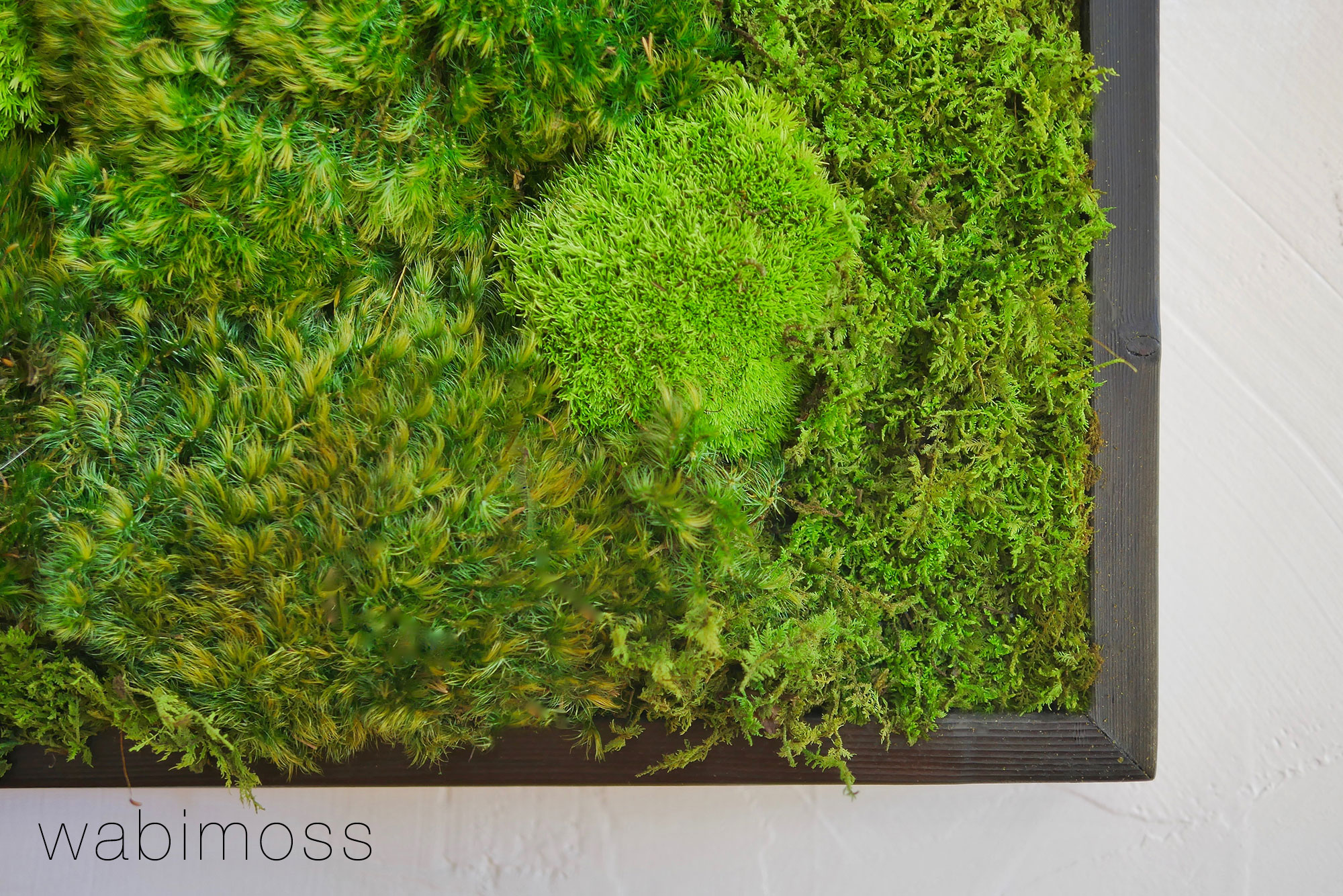 18x18 Cushion Moss Artwork