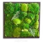 18x18-moss-image-2