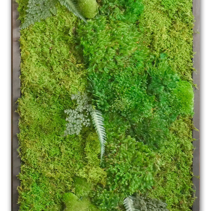 18x36sword-ferns