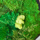 moss wall art 18x18