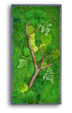 moss and manzanita