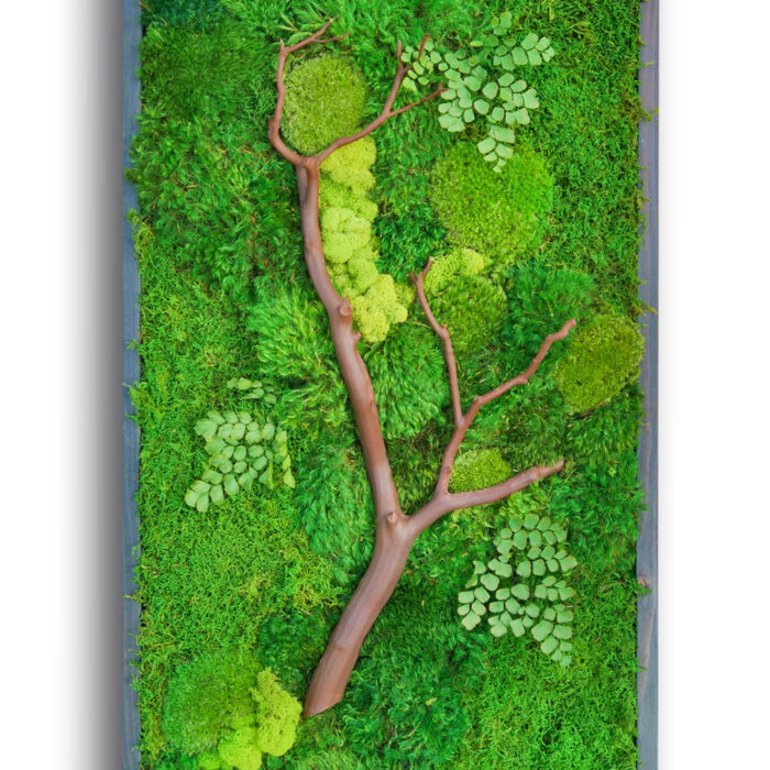 manzanita-18x36C moss and manzanita