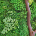 manzanita and ferns and moss