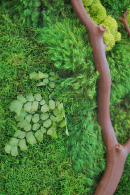 manzanita-closeup-B manzanita and ferns and moss