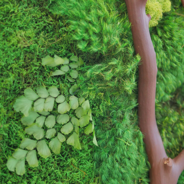 manzanita-closeup-B manzanita and ferns and moss