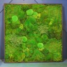 medium sized moss artwork
