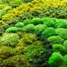 Closeup of large swirl moss