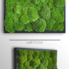 pole moss, bun moss, cushion moss, artwork