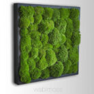 cushion, moss, wall, pole moss, bun moss