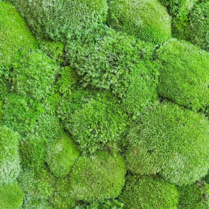 cushion-moss-closeup cushion-moss-closeup