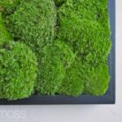 cushion moss, pole moss