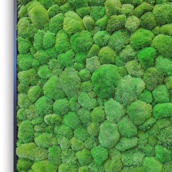 cushion-moss-36x54-B cushion-moss-36x54-B