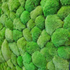 cushion-moss-36x54-C