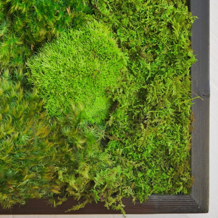 Corner closeup of moss Corner closeup of moss