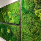 A closeup of the moss collage that is located in the hallway of an office space.