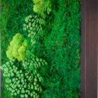 A corner of a moss artwork with a burnt black frame.