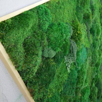 Closeup of a gold framed moss panel.