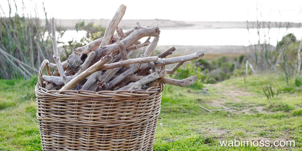 Driftwood on the beach