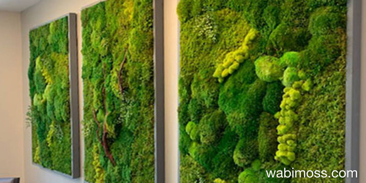 Three moss panels with manzanita and reindeer moss. Frames are grey.