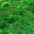 Organic subtle design