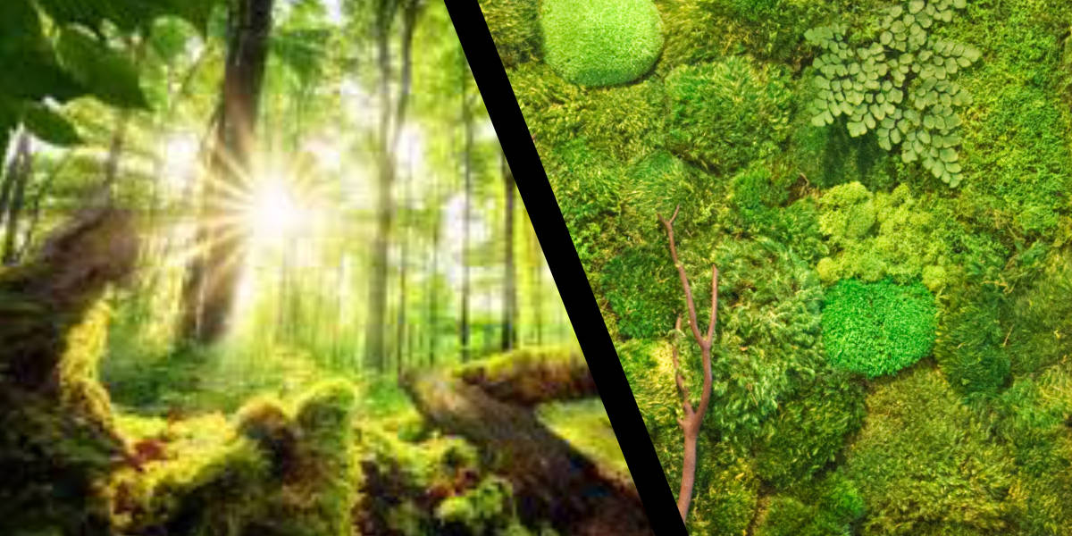 Real Bs. Live moss. A forest, and a moss artork