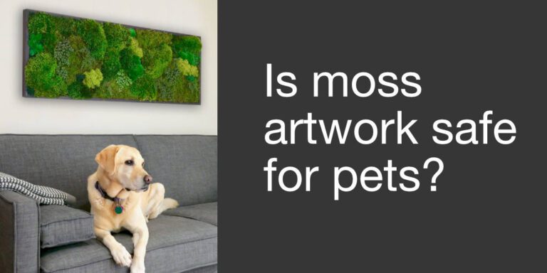 Is Moss Wall Art Safe? Allergies, Pets & Indoor Air Quality