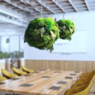 Hanging Moss Balls, Moss sphere