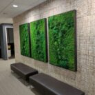 Three 36x54 moss artwork with a brown wall behind