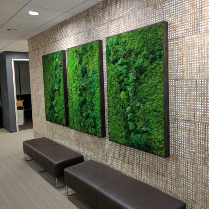Three 36x54 moss artwork with a brown wall behind