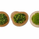 Set of three 12-inch round preserved moss wall art pieces on natural wood slices isolated on a white background
